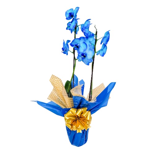 Orquídea azul
